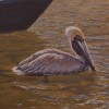 artist bruce dumas painting pelican