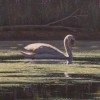 artist bruce dumas acrylic painting swans