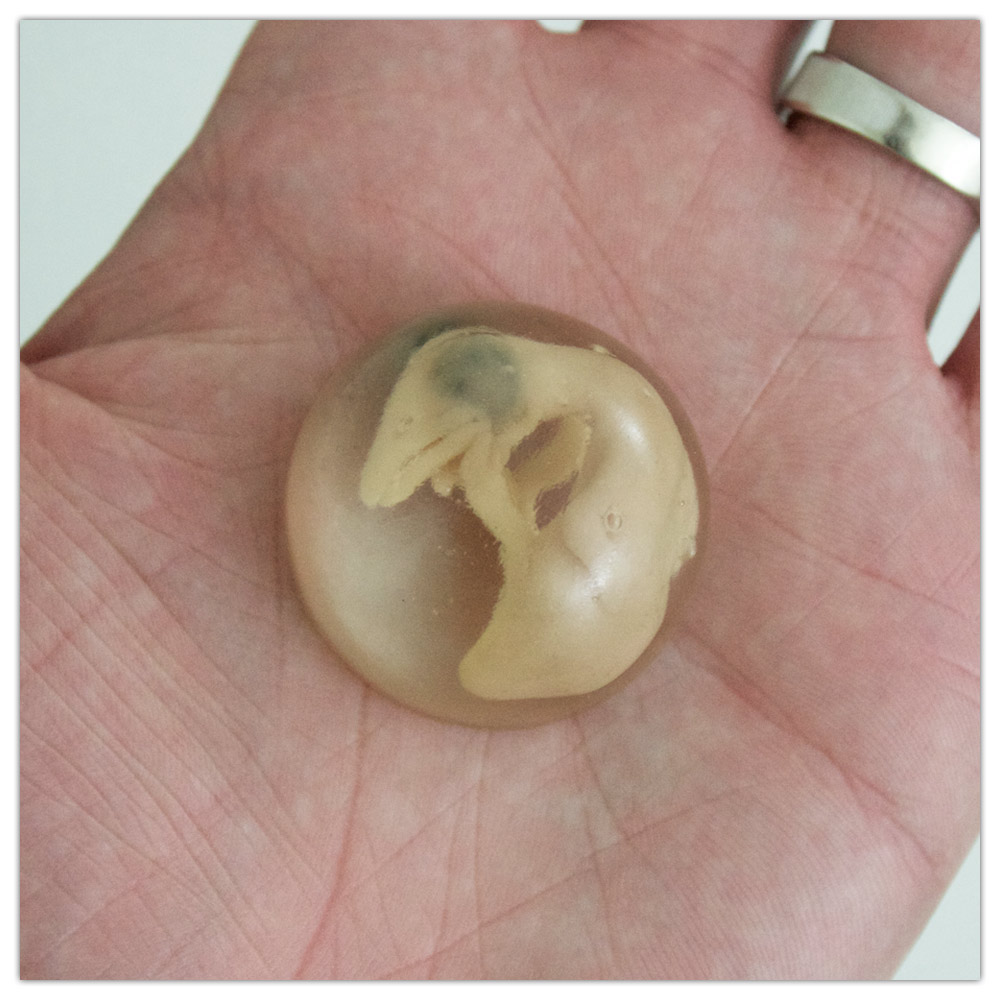 Heather Gargon Embryo Sculpture 2 Artist