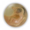 Heather Gargon Embryo Sculpture Artist